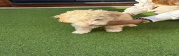 Toy Poodle dogs for sale: male toy poodle (Barney) - Advert 4