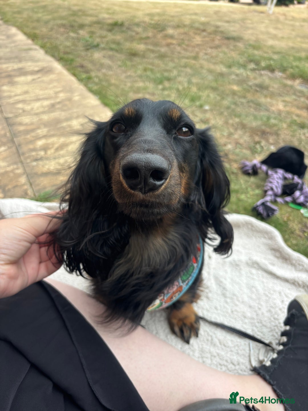 Miniature Dachshund dogs for sale:  long haired miniature dachshund male KC registere - Advert 34