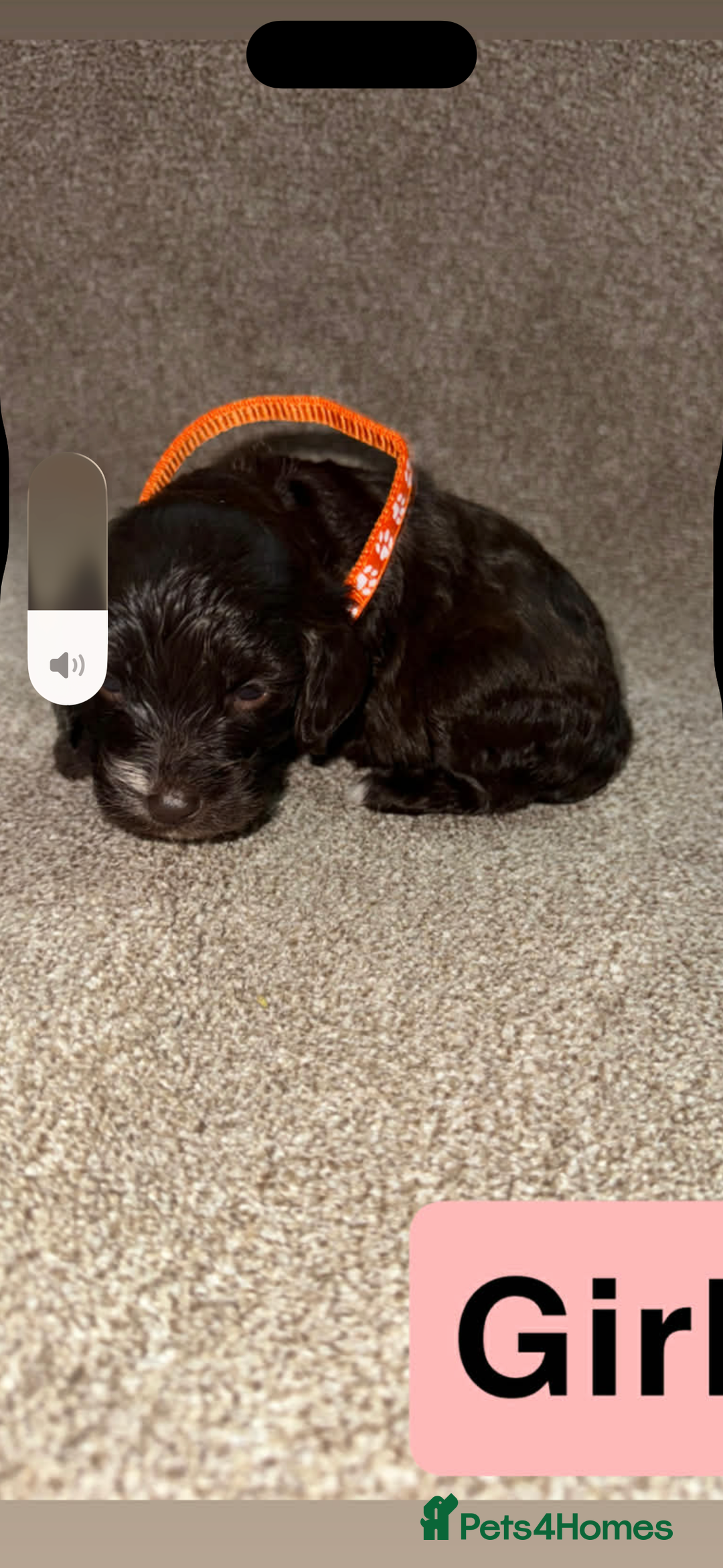 Cockapoo dogs for sale: Cockapoo puppies  - Advert 5