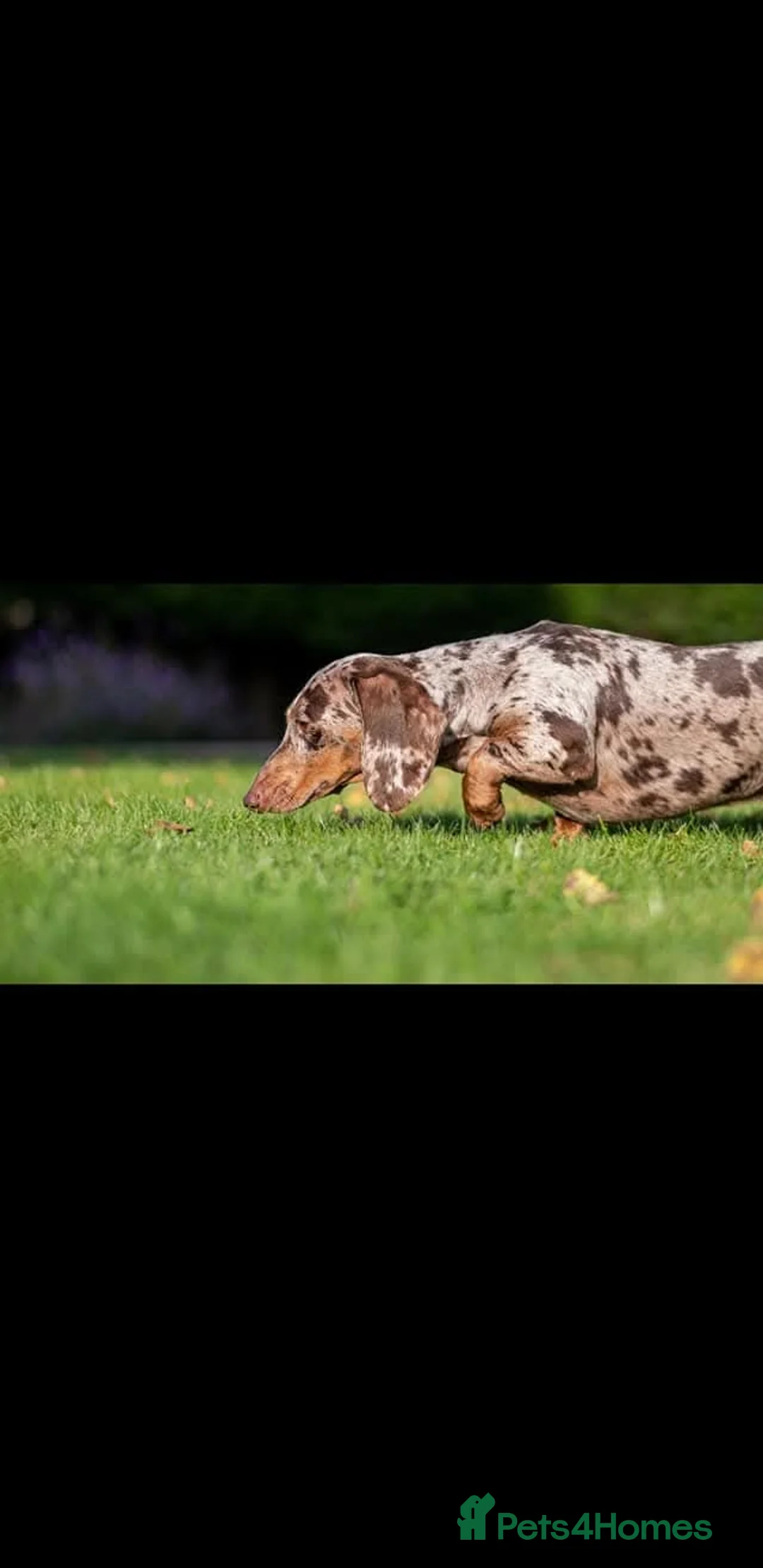 Miniature Dachshund dogs for stud: Mr Bogangles  - Advert 5