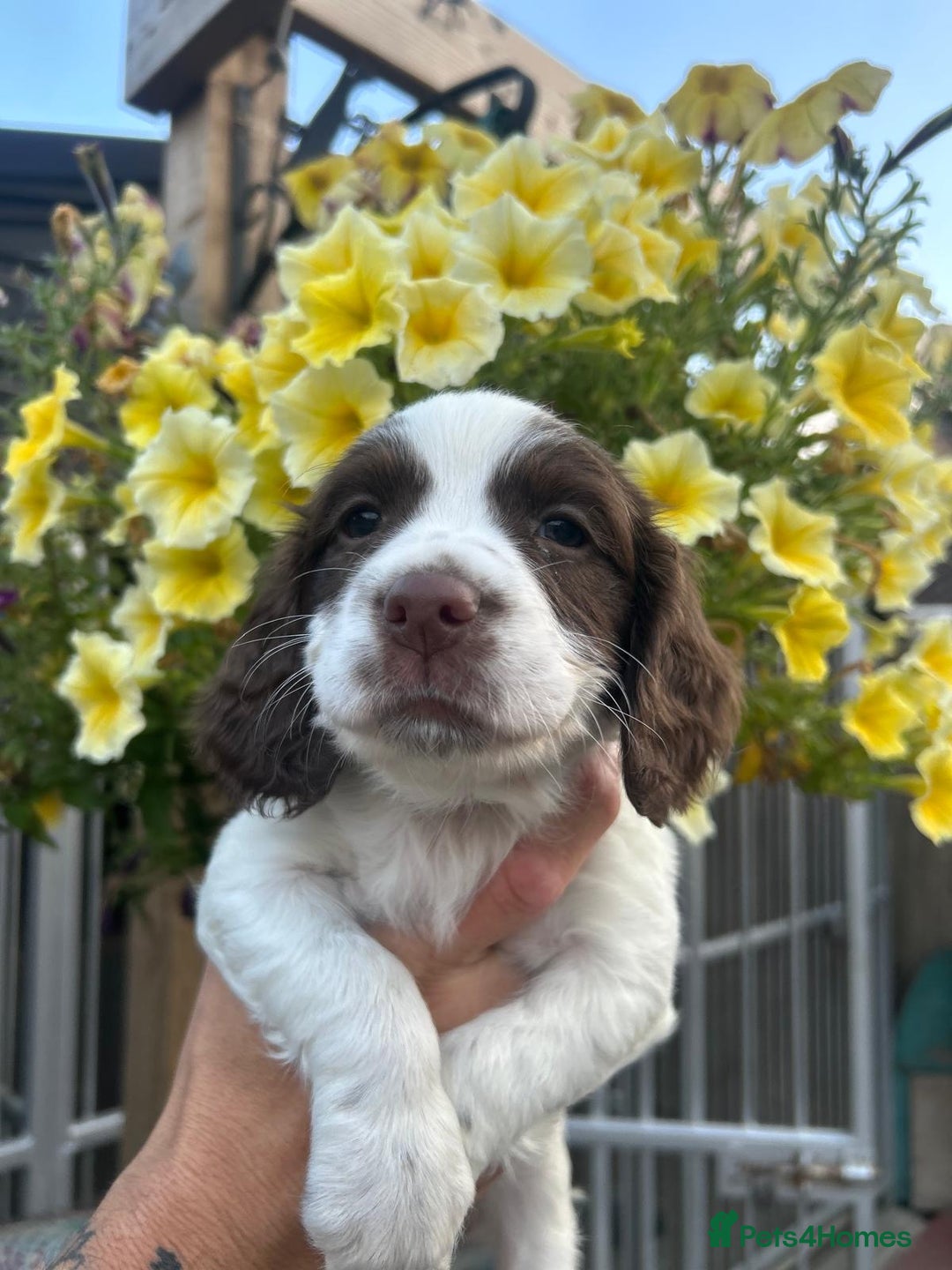 English Springer Spaniel dogs for sale: Beautiful litter of KC reg ESS - Image 11