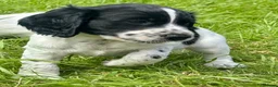 Cocker Spaniel dogs for sale: Gorgeous KC Cocker Spaniels - Advert 13