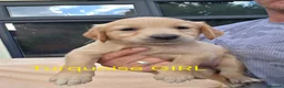 Golden Retriever dogs for sale: Extensively Health Tested Kc Reg Pups in Doncaster - Advert 7