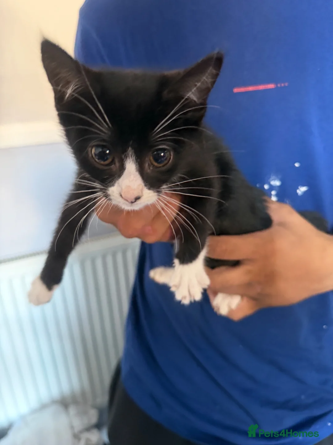 Mixed Breed cats for sale: 3 babies needing forever home - Advert 1