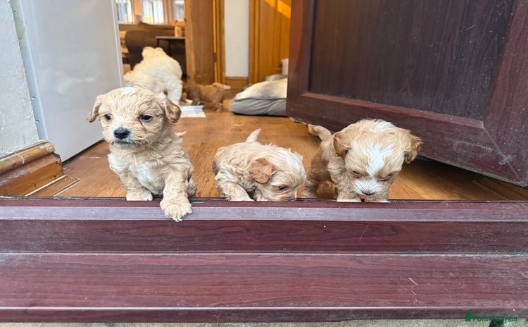 Maltipoo dogs - Advert 3
