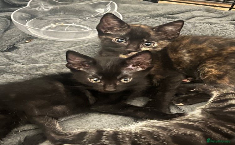 Bengal cats - Advert 11