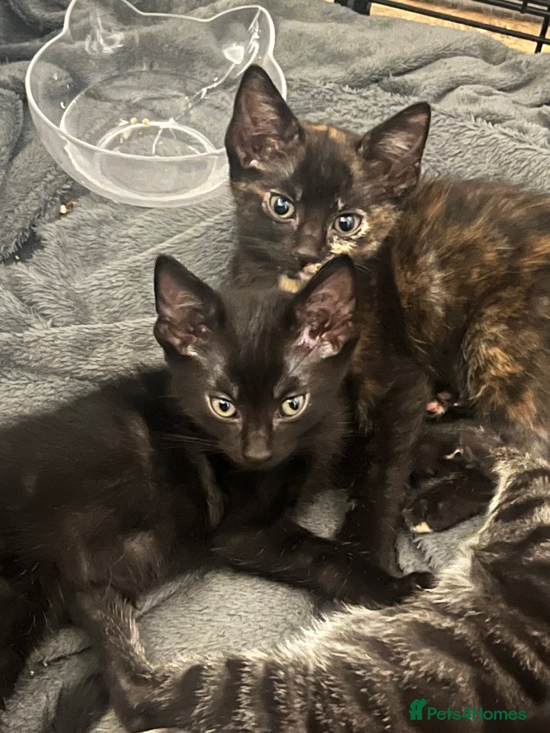 Bengal cats for sale: HALF BENGAL KITTENS FOR SALE  - Image 1