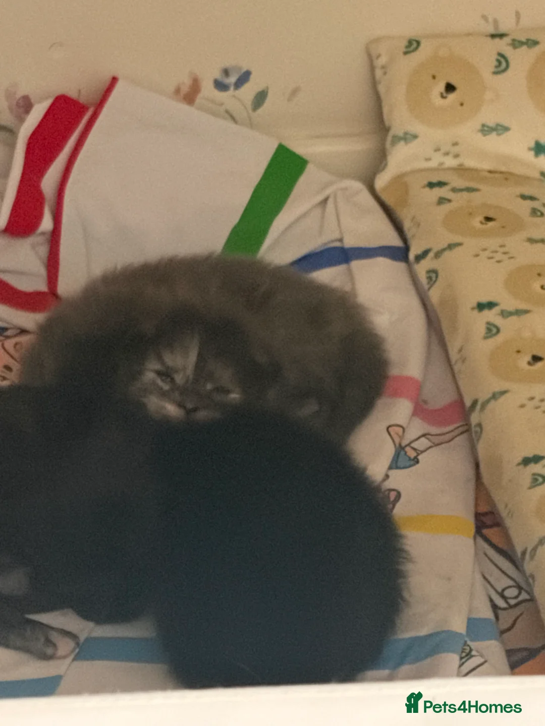 Maine Coon cats for sale: Stunning TICA Registered Maine Coon kittens ❤️❤️❤️ - Advert 20