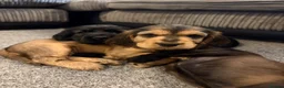 Cocker Spaniel dogs for sale: Beautiful show type cocker spaniel puppies - Advert 22