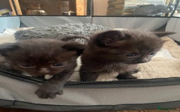 British Shorthair cats for sale: Kitten - Image 7