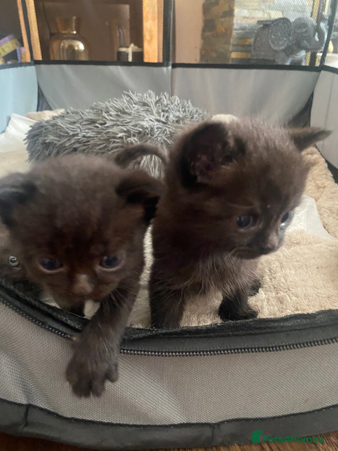 British Shorthair cats for sale: Kitten - Image 7