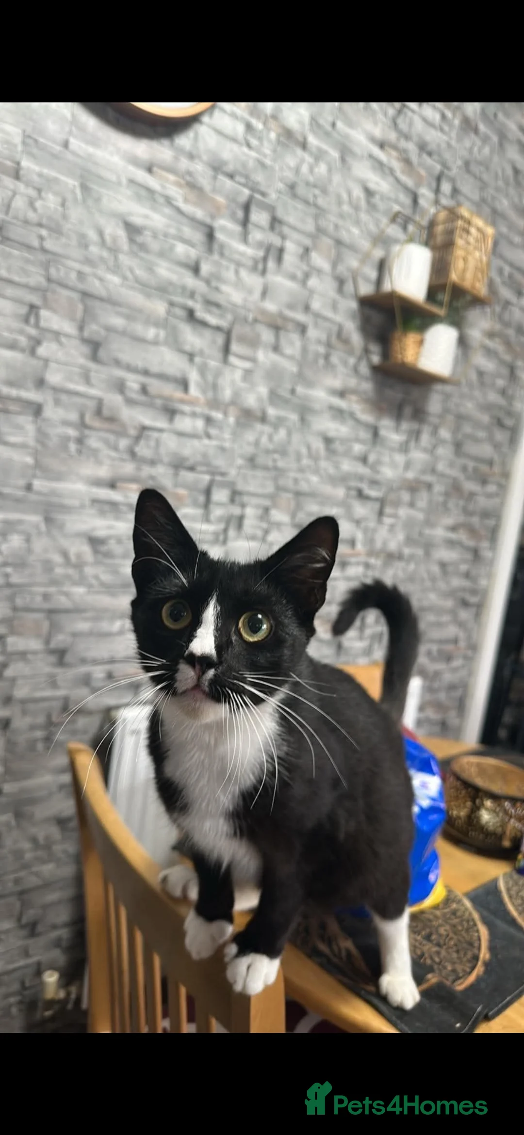 Mixed Breed cats for sale: Mixed breed kittens  - Advert 1