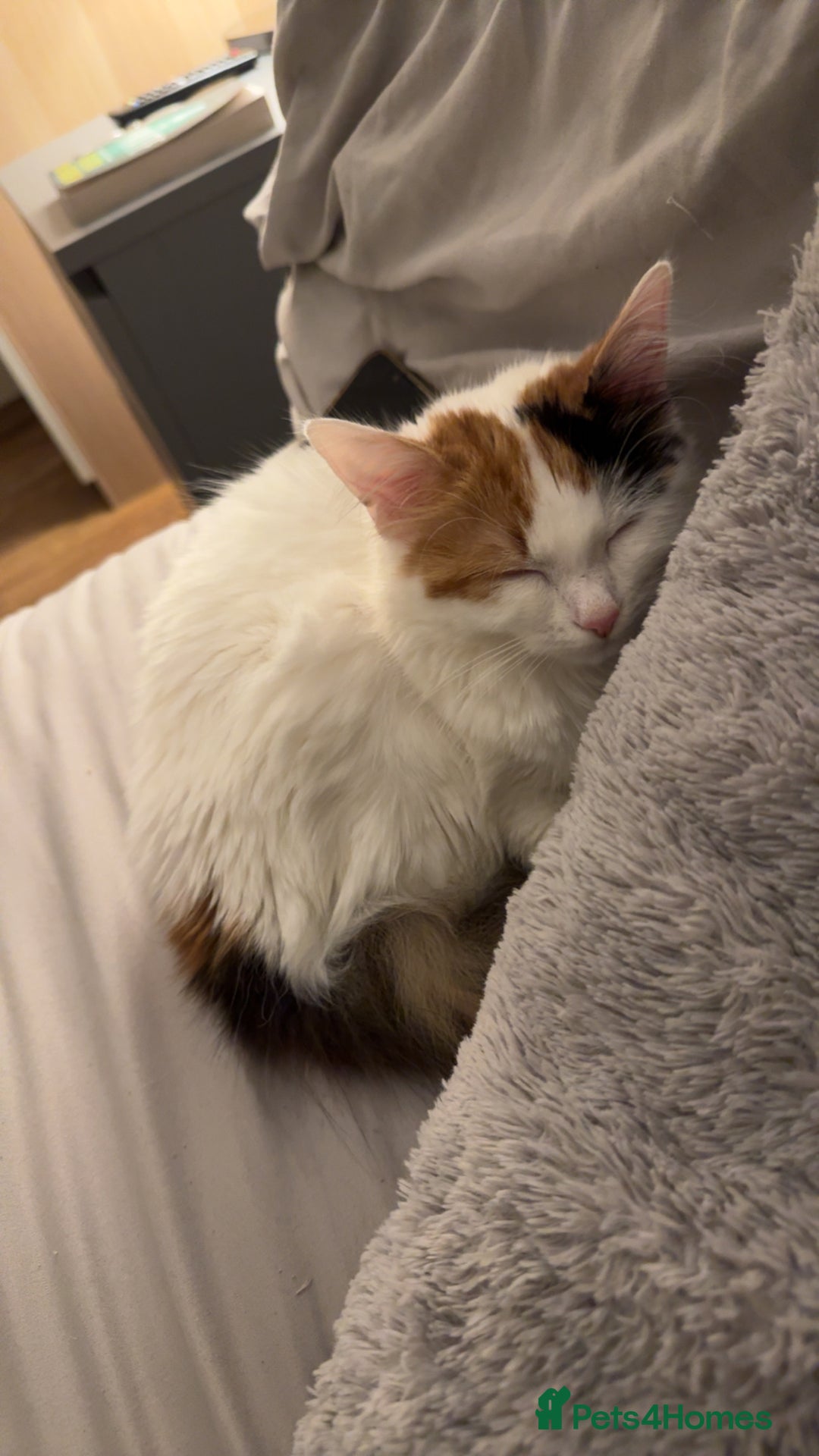 Mixed Breed cats for sale: Beautiful Calico Long-Haired Indoor Cat - Advert 4