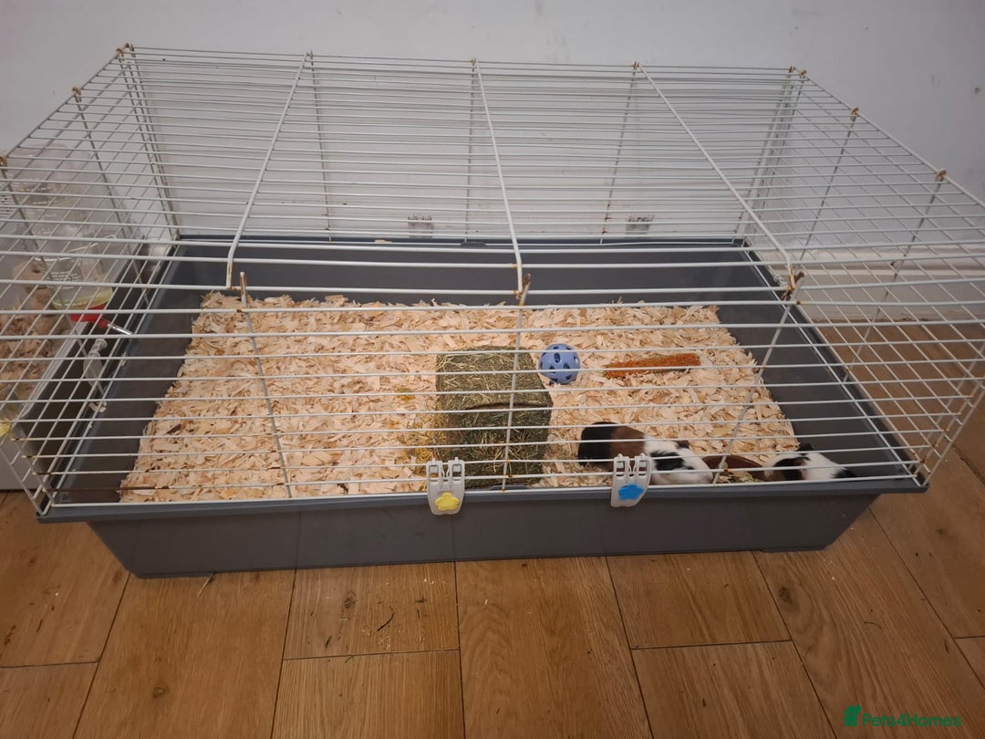 Guinea Pig rodents for sale: 2 12 week old bonded female guinea pigs with cage - Image 1