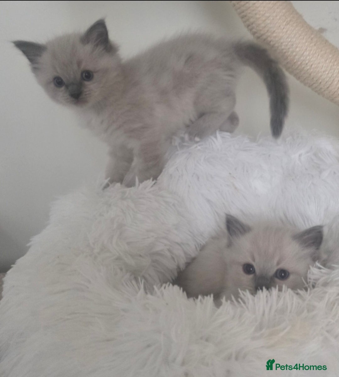Ragdoll cats for sale: Stunning Ragdolls  - Image 17