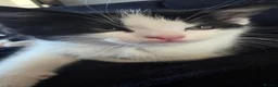 Mixed Breed cats for sale: Beautiful 1 Boy 1 Girl (British xRagdoll Mix) in Darlington - Advert 9