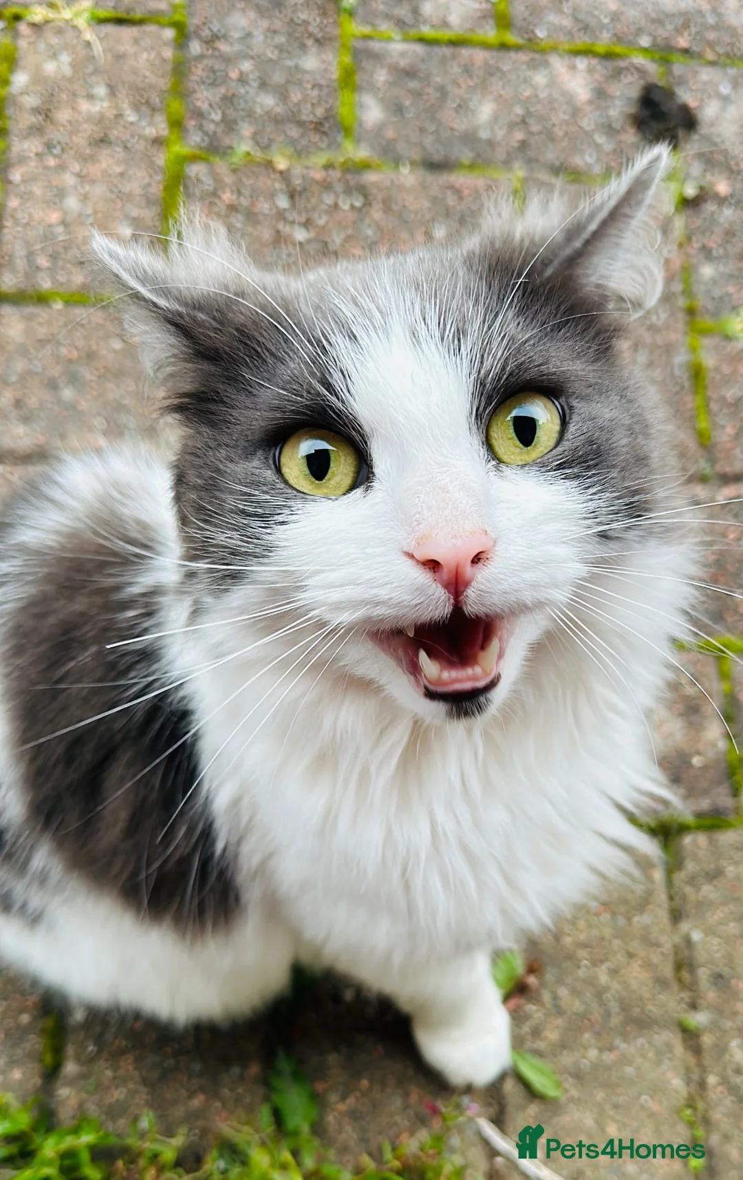 Mixed Breed cats for sale: 4 kittens looking for new home  - Advert 1
