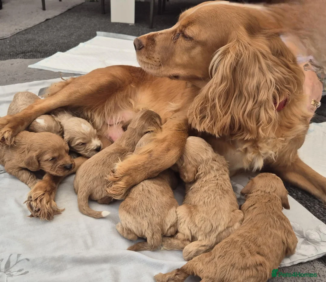 Miniature Poodle dogs for stud: Red Miniature Poodle Stud package Available  in Southampton - Advert 36