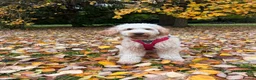 Goldendoodle dogs for stud: StandardGoldendoodle Stud–Intelligent,Non-Shedding in Loughborough - Advert 9