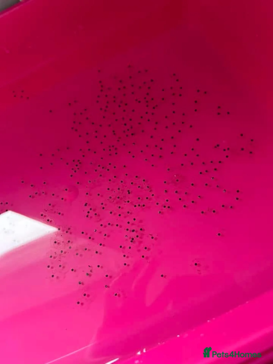 Axolotl reptiles for sale: Baby Axolotls  in Middlesbrough - Advert 8