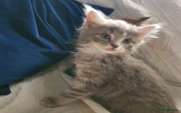 Mixed Breed cats for sale: Six gorgeus kittens  - Image 3