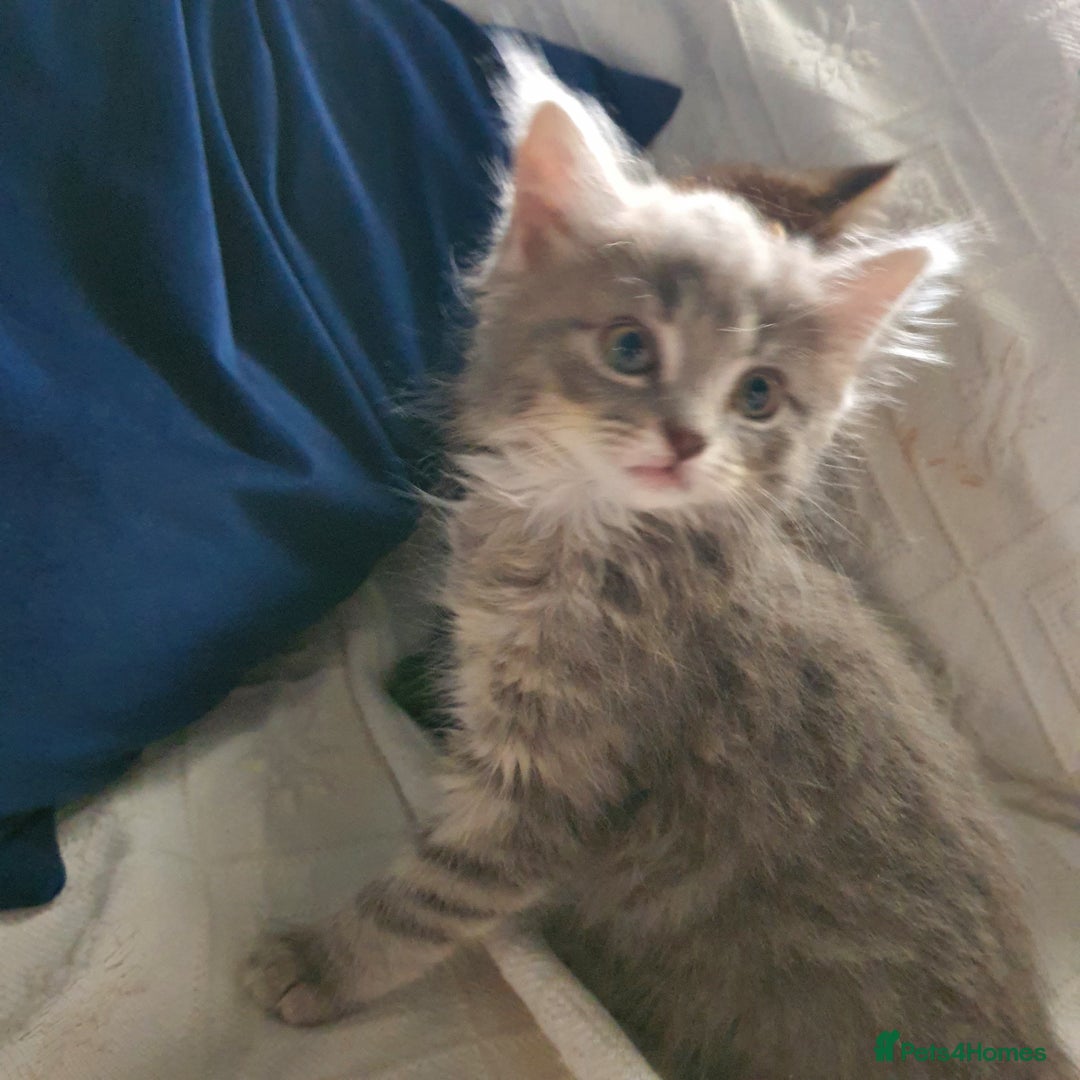 Mixed Breed cats for sale: Six gorgeus kittens  - Image 3