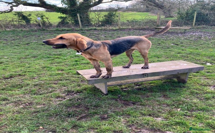 Bloodhound dogs - Advert 1