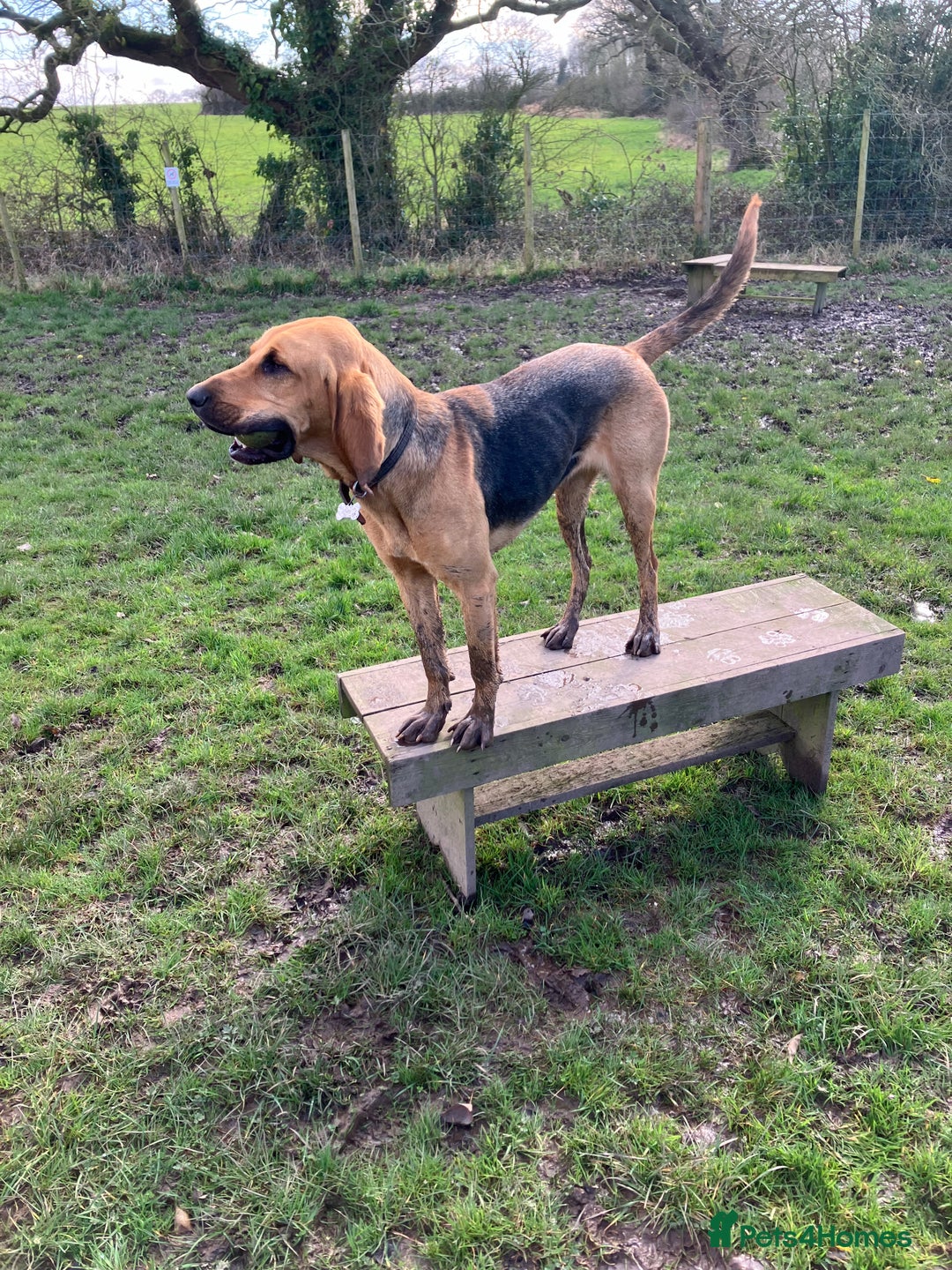 Bloodhound dogs for sale: Rehoming Bloodhound 4 years old  - Image 1