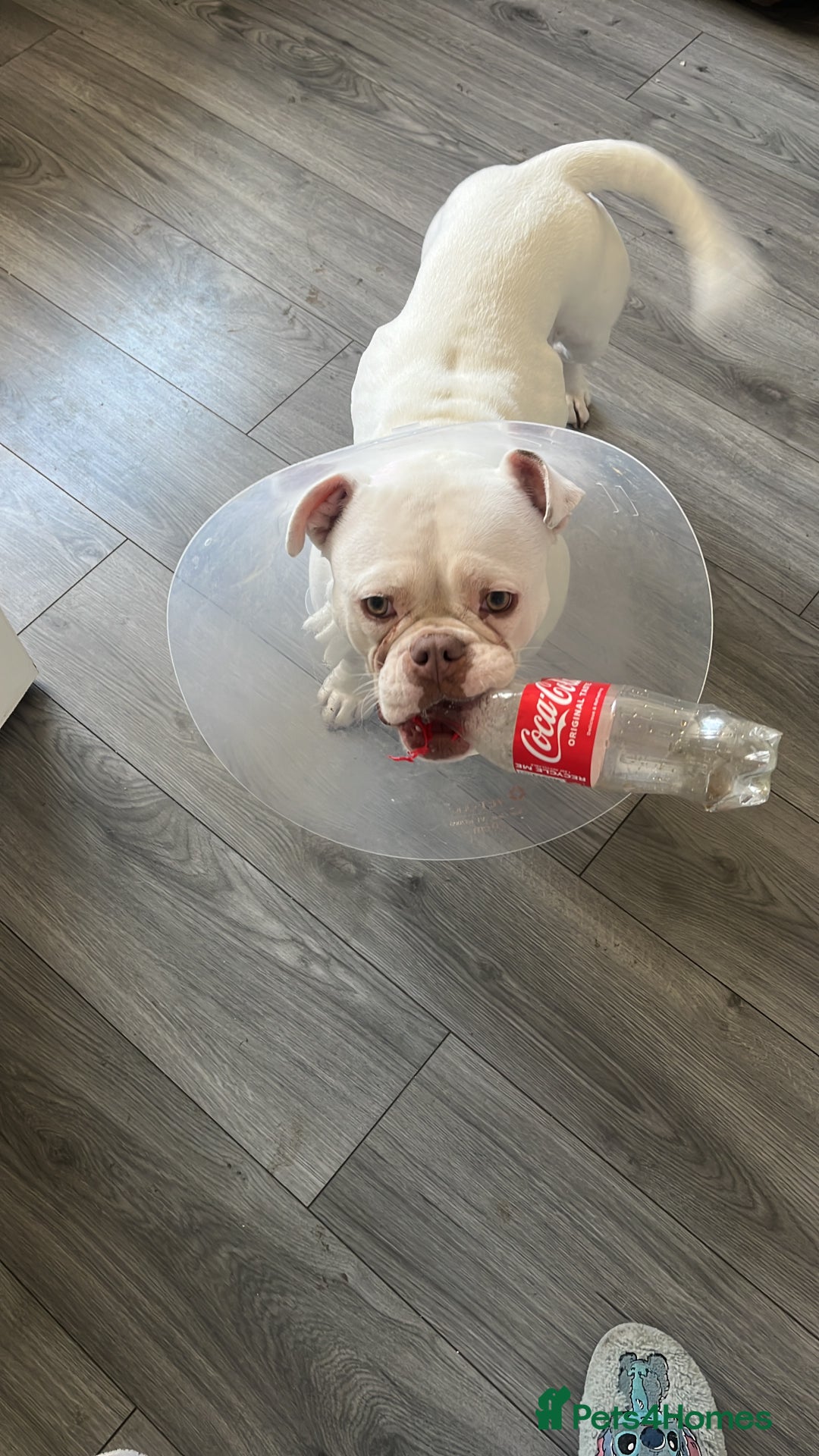 American Bully dogs for sale: For sale  - Advert 2