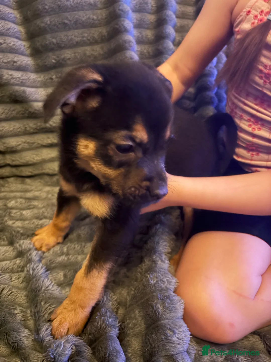 Mixed Breed dogs for sale: olde time bulldog cross german shepherd  - Advert 2