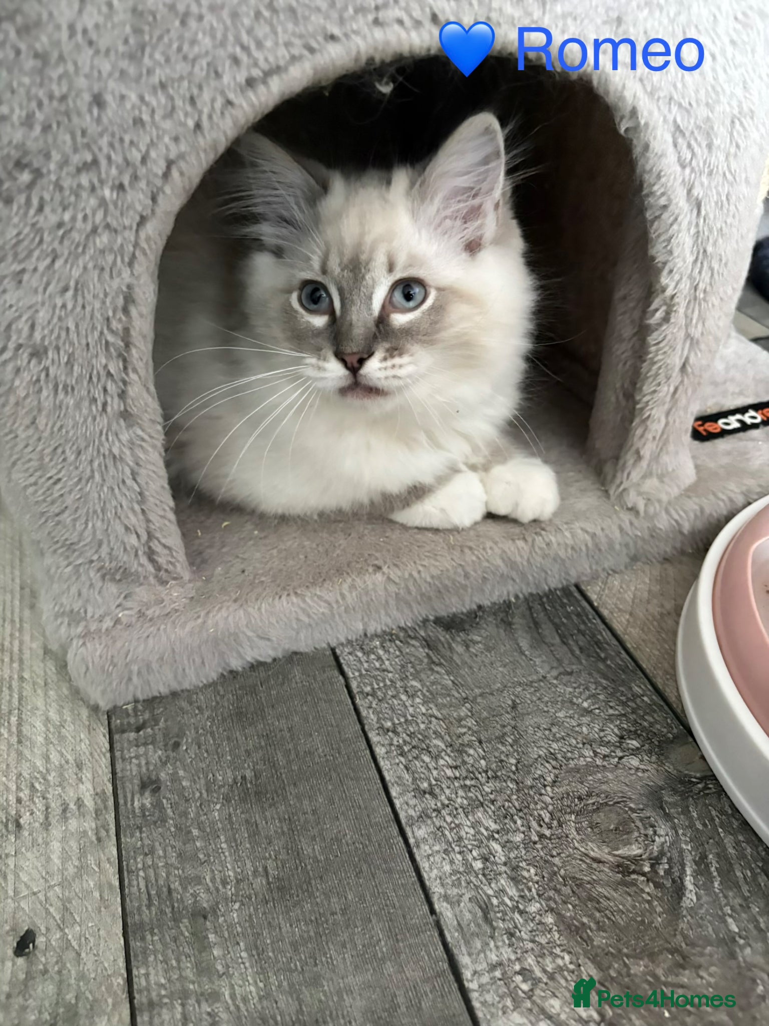 Ragdoll cats GCCF Registered - 2 Blue Tabby boys remaining - Advert 1