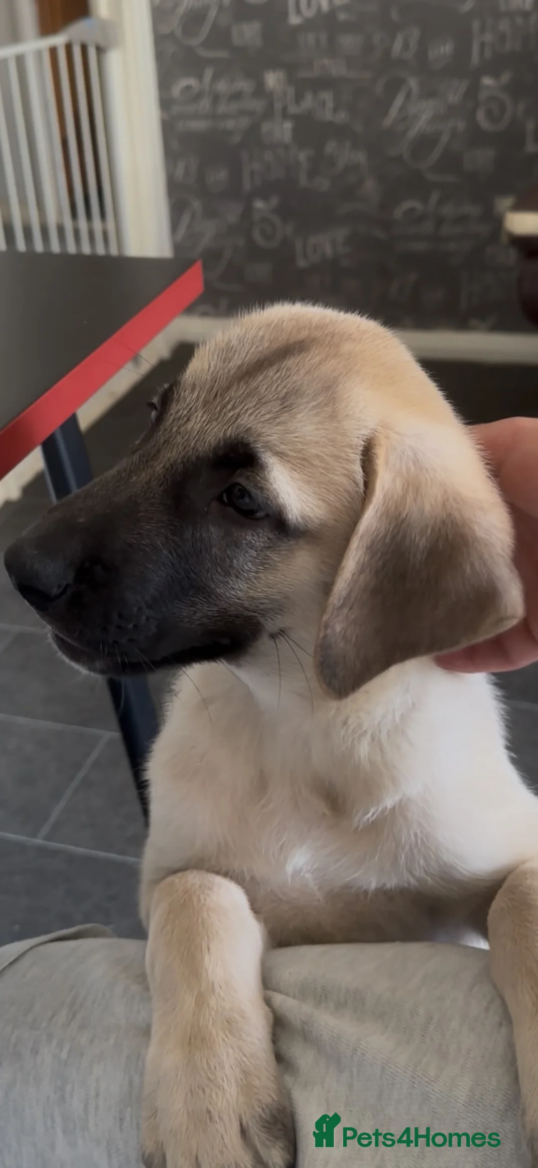 Turkish Kangal dogs for sale: Beautiful kangal puppies  - Advert 1