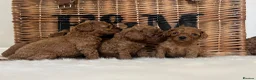 Cavapoo dogs for sale: Stunning deep red TOY cavapoo pups - Advert 32