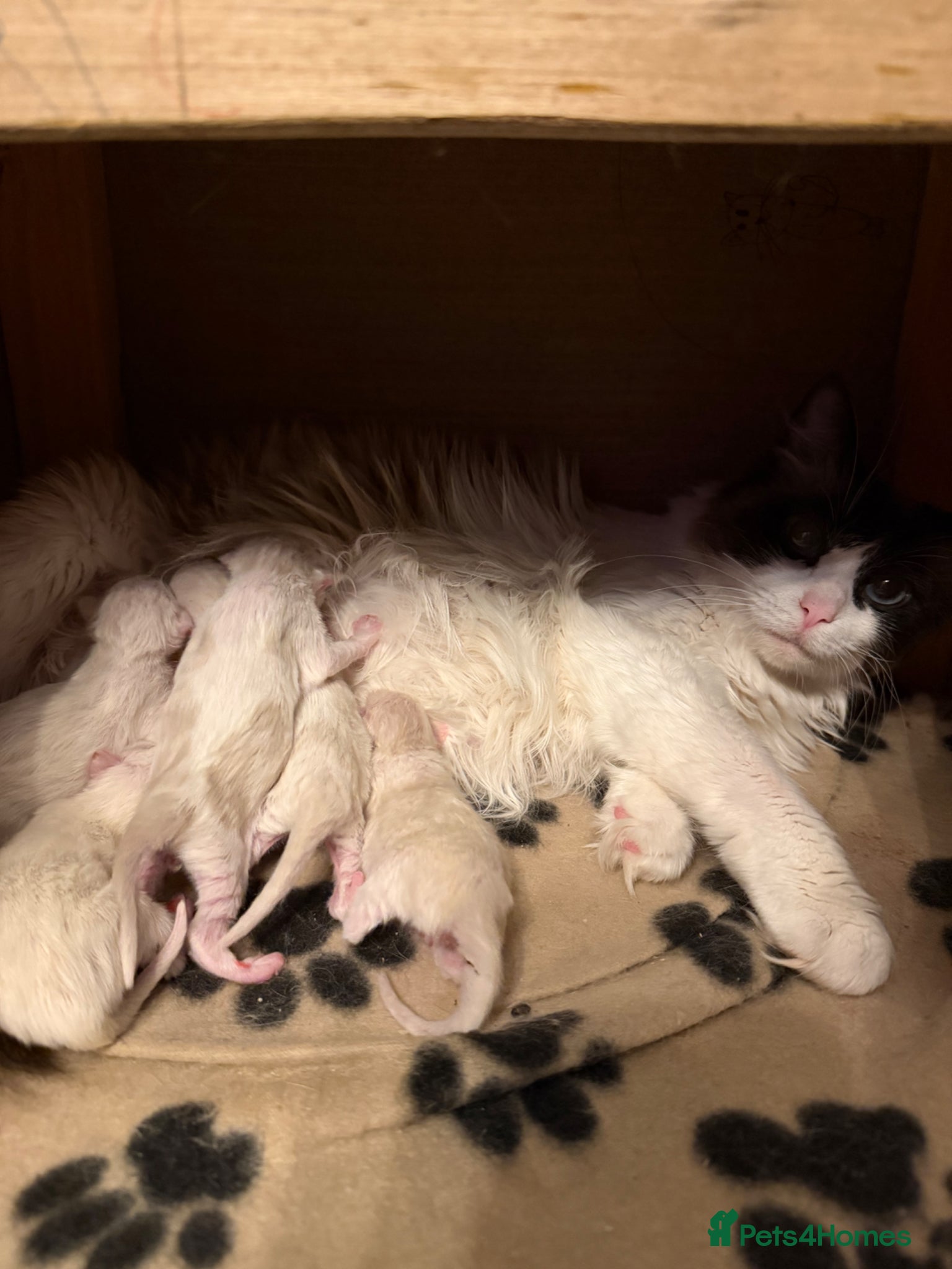 Ragdoll cats Stunning Ragdoll Kittens GCCF registered/Pedigree - Advert 2