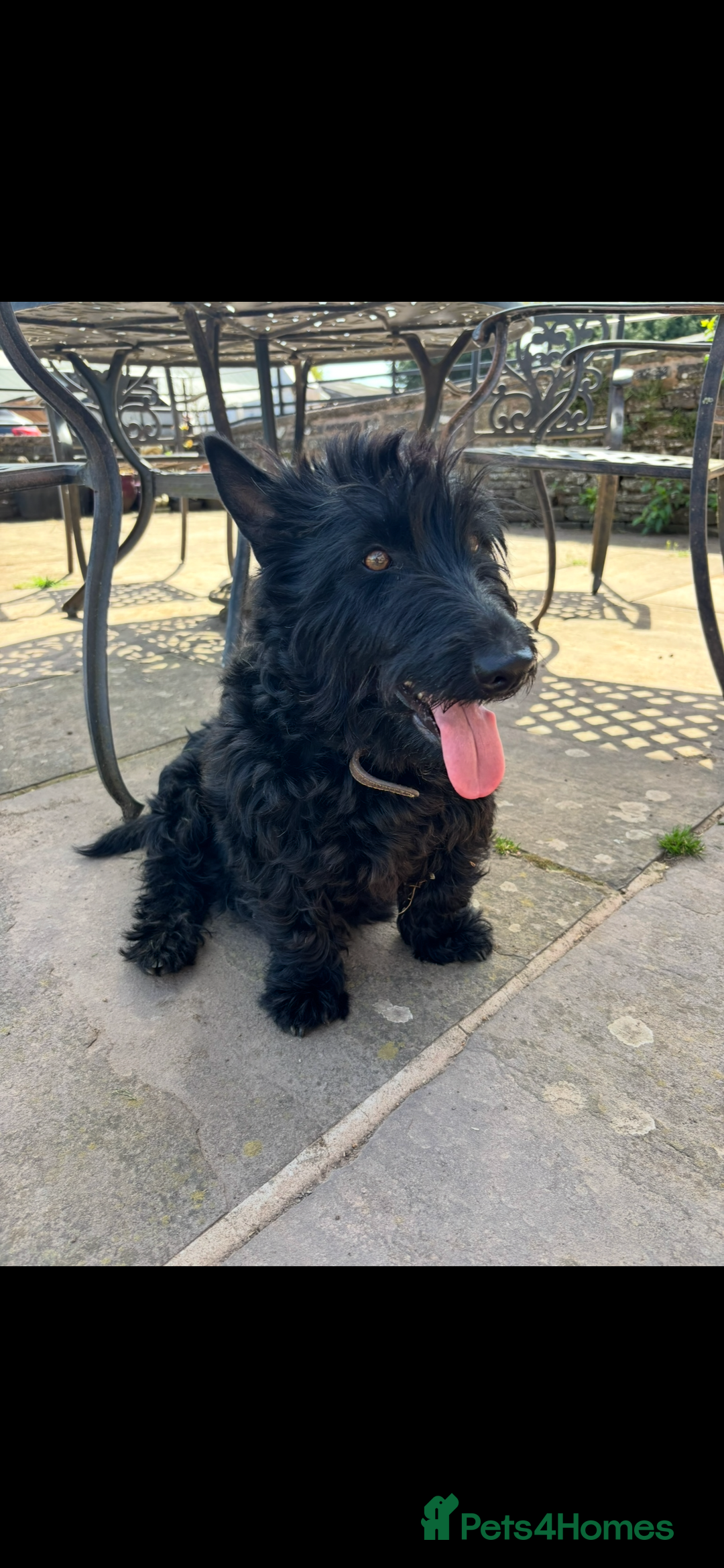 Scottish Terrier dogs for sale: KC Registered Black Scottish terrier  - Advert 2