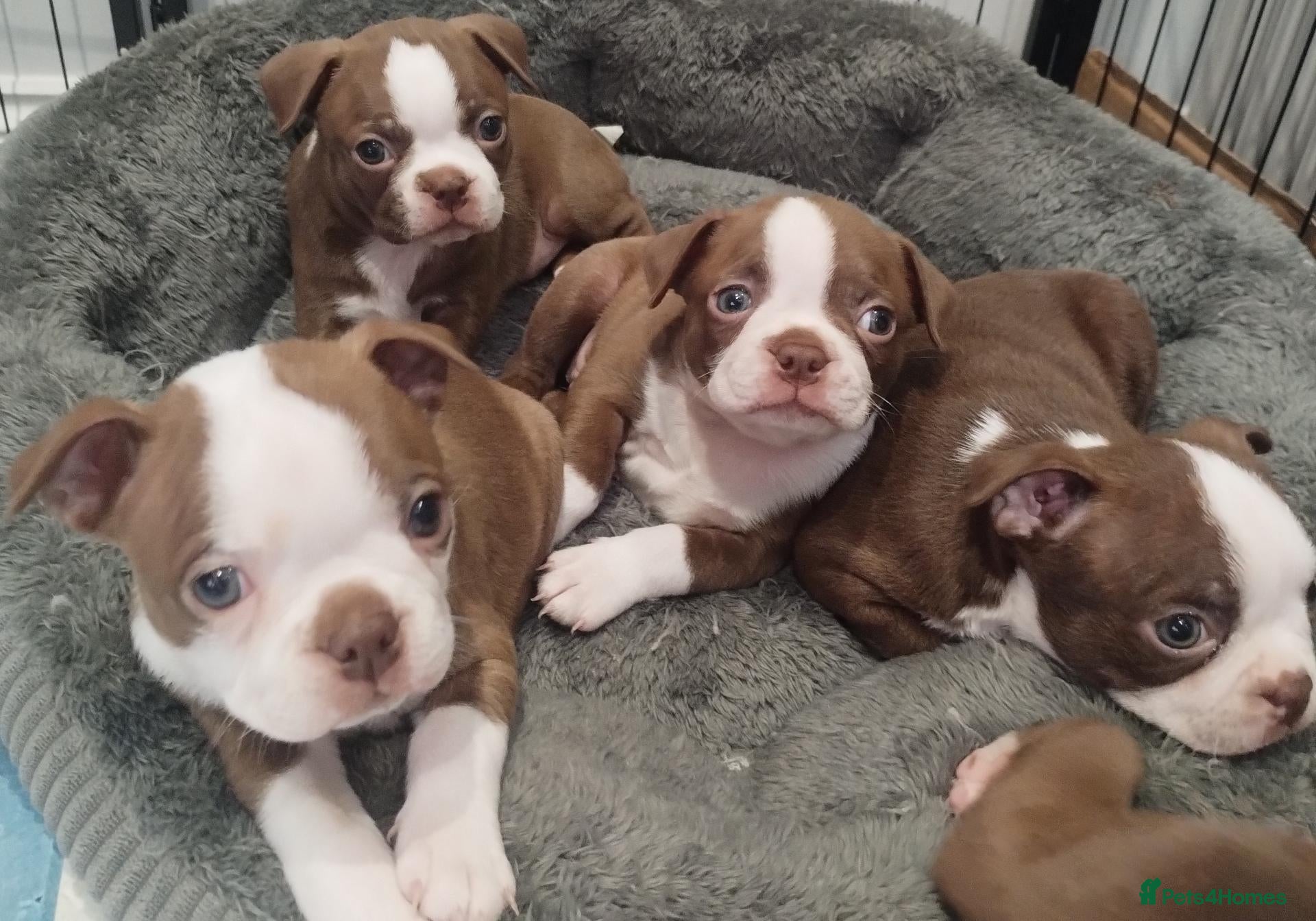 Boston Terrier dogs KC registered Boston Terrier Pups - Advert 6