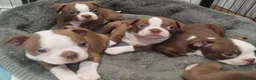 Boston Terrier dogs for sale: KC registered Boston Terrier Pups - Advert 1