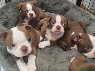 Boston Terrier dogs KC registered Boston Terrier Pups - Advert 6