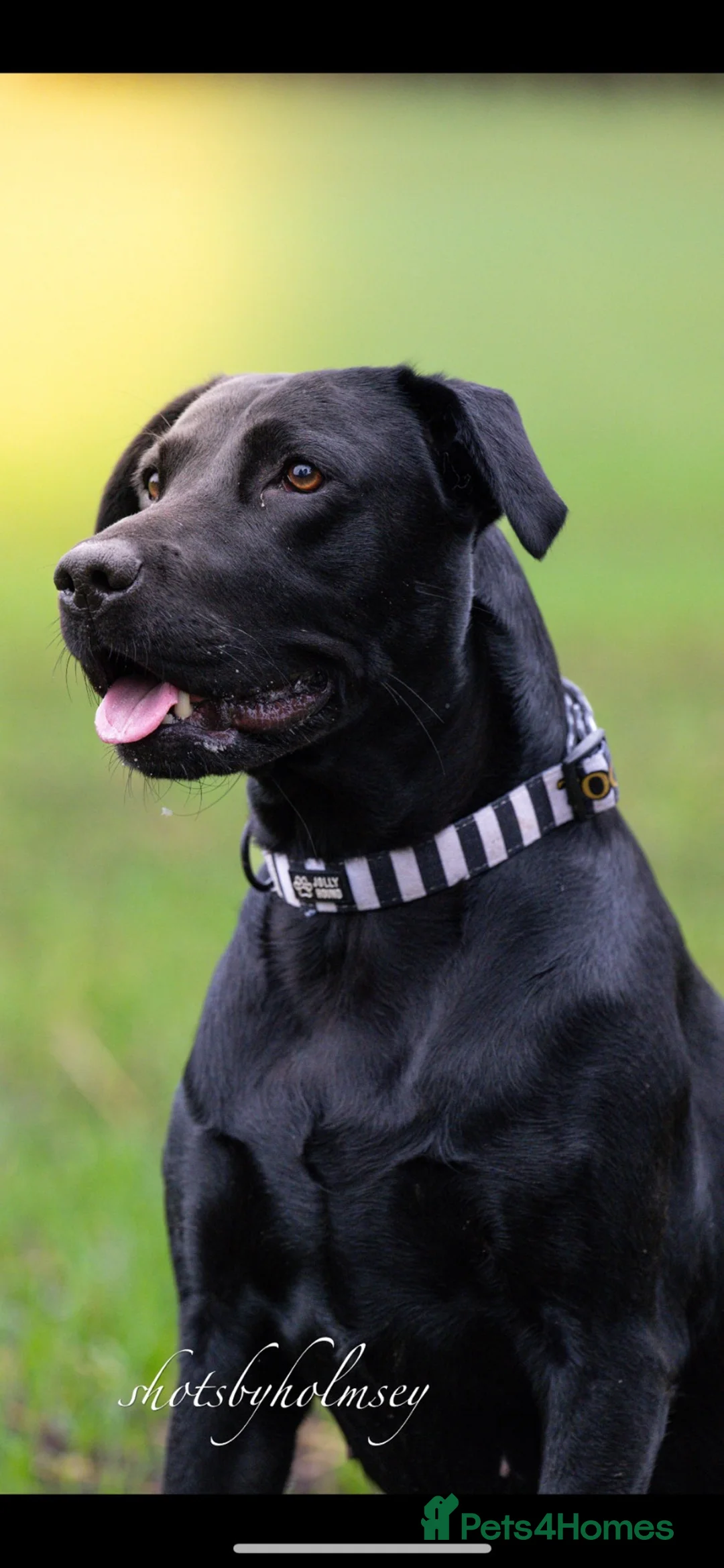 Labrador Retriever dogs for sale: Two amazing pups left from litter of 6 - Advert 31