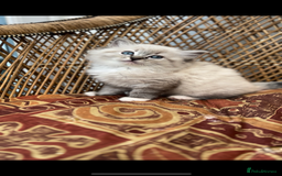 Ragdoll cats for sale: 🌟TICA🌟Champion Ragdoll🏆🏆🏆 - Image 2