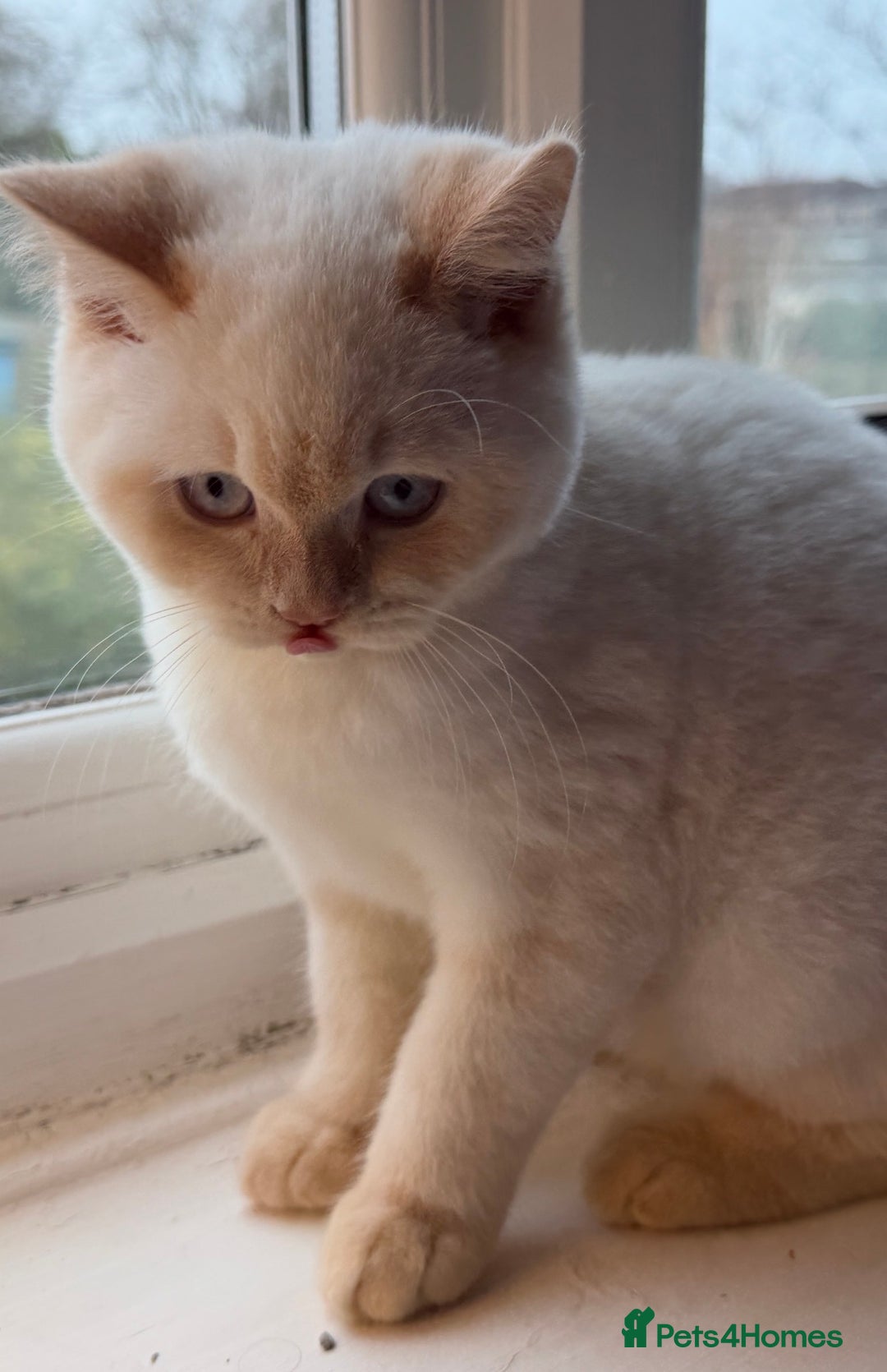 British Shorthair cats for sale: RESCUE HANDREAR Creampoint BSH male - Advert 3