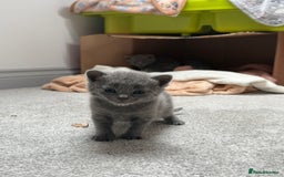 Russian Blue cats for sale: ***Beautiful Russian Blue Kittens*** - Image 8