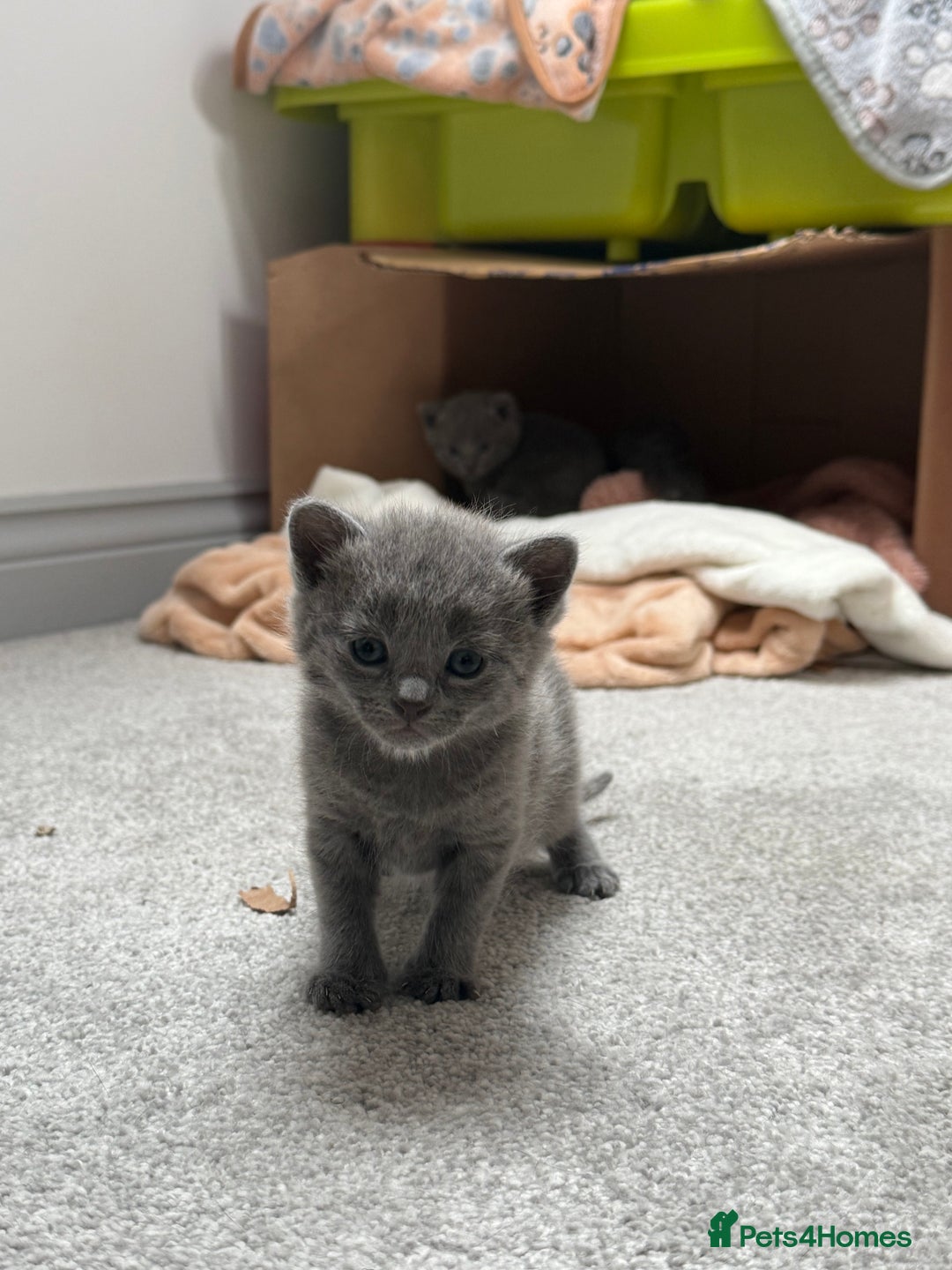 Russian Blue cats for sale: ***Beautiful Russian Blue Kittens*** - Image 8