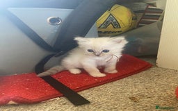 Ragdoll cats for sale: Gorgeous Bicolour Ragdoll kittens - Image 10
