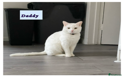 Mixed Breed cats for sale: 3 lovely kittens are looking for loving homes 🏡  - Image 4