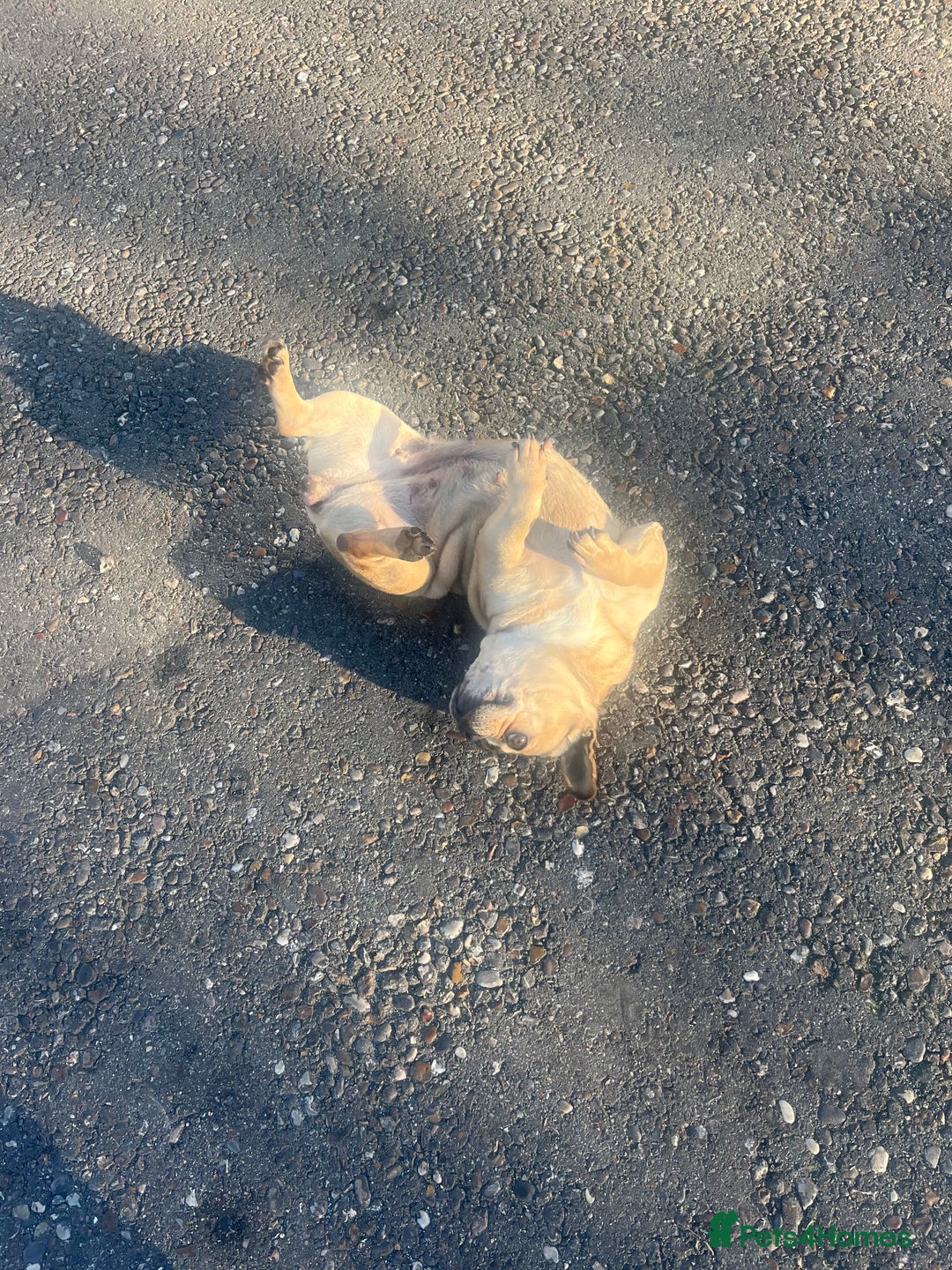 French Bulldog dogs for sale: French bulldog girl pink Carrier  - Advert 3