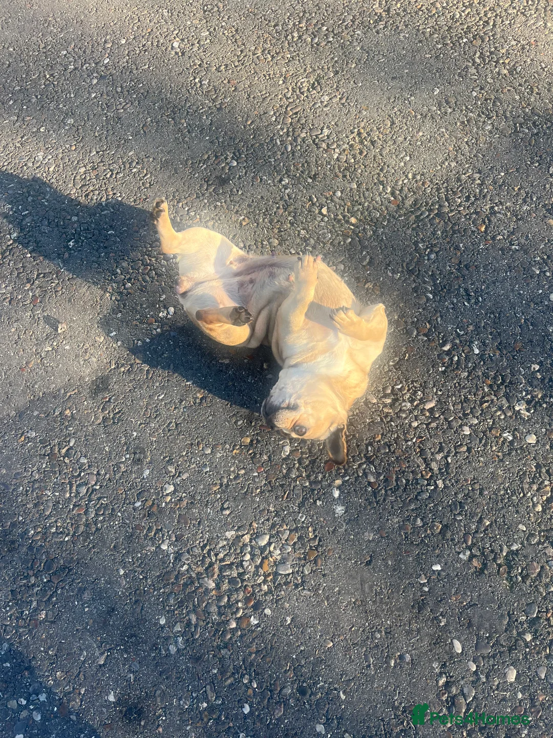 French Bulldog dogs for sale: French bulldog girl pink Carrier  - Advert 3