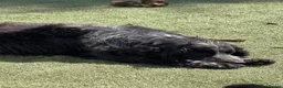 Cocker Spaniel dogs for adoption: Pablo - Advert 2