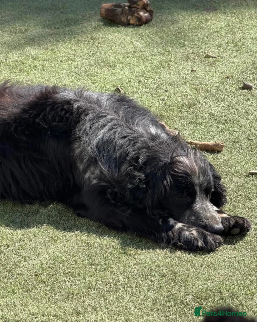 Cocker Spaniel dogs for adoption: Pablo - Advert 2