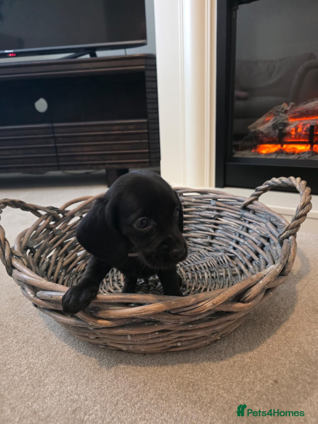 Cocker Spaniel dogs for sale: Cocker spaniel pups  - Image 6